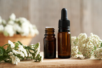 Bottles of essential oil with blooming yarrow or Achillea millefolium plant