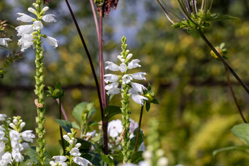 Blooming in late summer or early autumn flowers