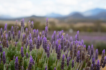 Selective focus. Close-up of lavender in bloom, with blurred mountain scenery in the background. Scenic Rim, Queensland, Australia.
