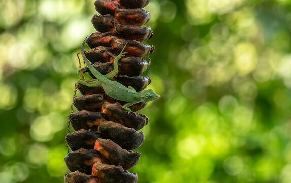Neotropik yeşil anol veya dev yeşil anol olarak da bilinen Anolis biporcatus , bir anol t&uuml;r&uuml;d&uuml;r.