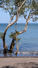 Mangrove trees grow along the side of the sea. POV