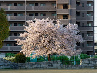 公園に咲く一本の桜