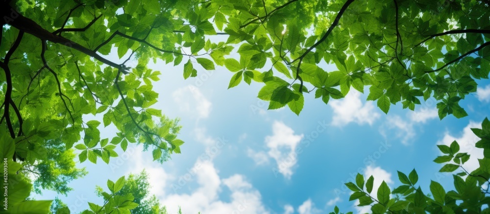 Poster Natural copy space is created as the green foliage frames the blue sky when looking up through the treetops.