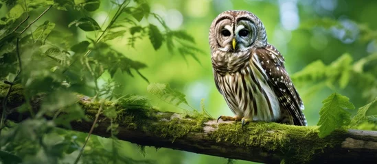 Foto op Canvas Reproduction of an image capturing a Barred Owl (Strix Varia), also known as Rain Owl, Wood Owl, or Striped Owl. The portrait showcases the owl against a verdant green backdrop, providing ample room © HN Works
