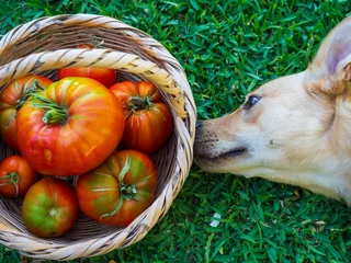 Zelfklevend Fotobehang Cesta de mimbre con tomates de la variedad huevo de toro y un perro oliendo © Juanmi