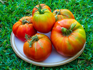 Cesta de mimbre con tomates de la variedad huevo de toro