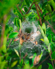 spider web with its host