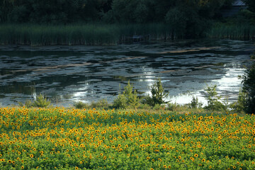 Beautiful landscape with river and sunflower field