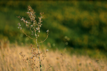 Wild flowers in the field