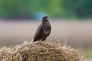 Buzzard