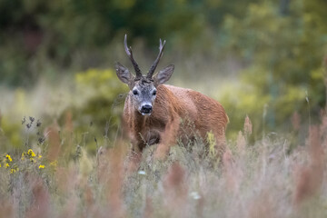 Roe deer