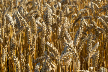 Fototapeta premium Ukraine. Field of mature wheat. 