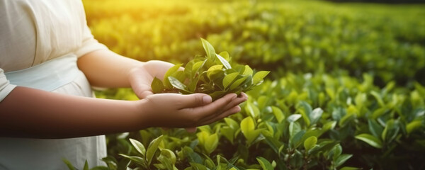 Female hands gathering tea leaves on background of a tea plantation. Copy space