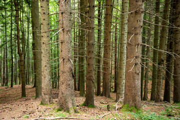 forests and Apennine woods mountain excursions with the CAI