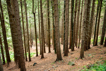 forests and Apennine woods mountain excursions with the CAI