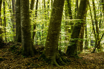 Spring sunrise in La Fageda D En Jorda Forest, La Garrotxa, Spai