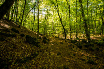 Obraz premium Spring sunrise in La Fageda D En Jorda Forest, La Garrotxa, Spai