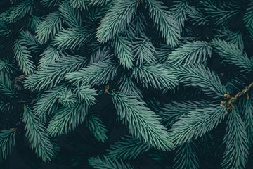  Green branches of a pine tree close-up, short needles of a coniferous tree close-up background texture