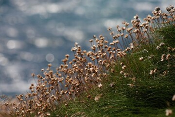 Wild flowers on a peninsula on the wild Atlantic way on the west coast of Ireland