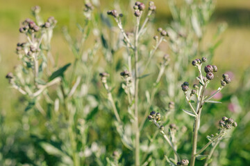 Field of wild flowers. Selective focusing on foreground.