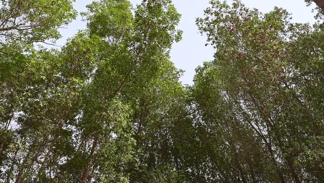 Conocarpus Trees in Dubai in the United Arab Emirates