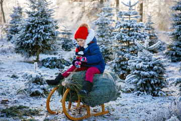 Happy little girl sitting on Christmas tree on sleigh. Cute preschool child on fir tree cutting...