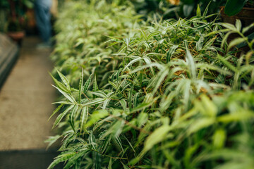 Fresh Bamboo leaves in a forest. Natural green background. High quality photo