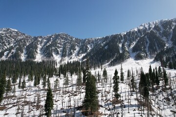 Snowy Peaks and Pine Forests Under a Clear Sky