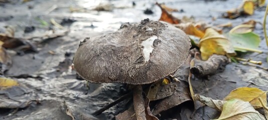 mushrooms in the grass