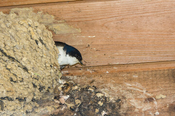 Mehlschwalben in ihrem Nest