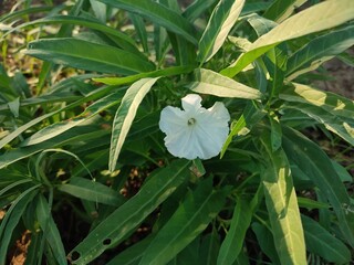 Ground kale leaves are rather long, tapered ends, and the color is whitish green, the flowers are...