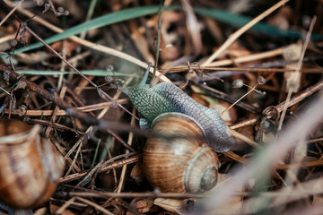 Weinbergschnecken nach Regen im Wagram 