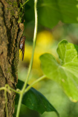 木に留まるアブラゼミ