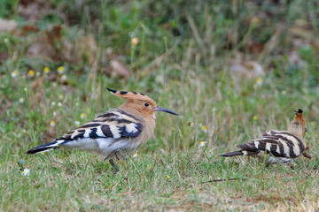 Wiedehopf (Upupa epops)