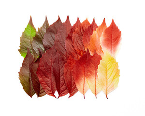 Autumn square pattern of fall leaves isolated on white background, red yellow green gradient colors, flat lay fallen seasonal leaves. Top view colored foliage, autumn tones and textures