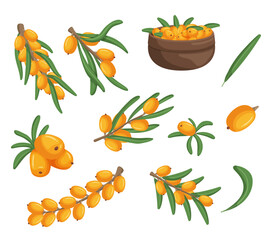 Sea Buckthorn Bright Orange Berries, Branches and Leaves, Rich In Vitamins, Antioxidants, And Omega Fatty Acids