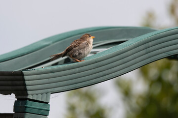 Moineau domestique, .Passer domesticus, House Sparrow
