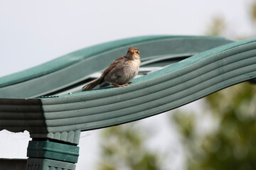 Moineau domestique, .Passer domesticus, House Sparrow