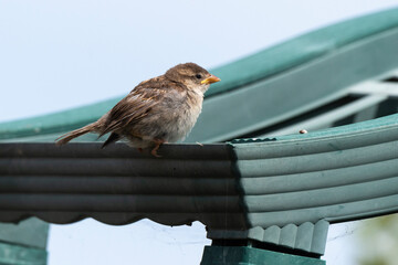 Moineau domestique, .Passer domesticus, House Sparrow