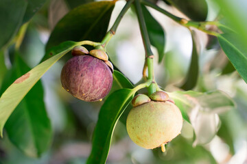 Mangosteen fruit (Garcinia mangostana) on tree in Thailand garden. The mangosteen fruit is the queen of fruit, The mangosteen is purple color .