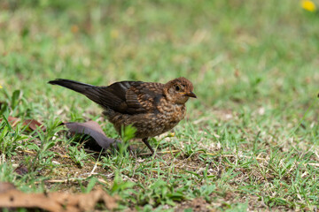 Merle noir,.Turdus merula, Common Blackbird