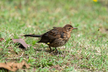 Merle noir,.Turdus merula, Common Blackbird