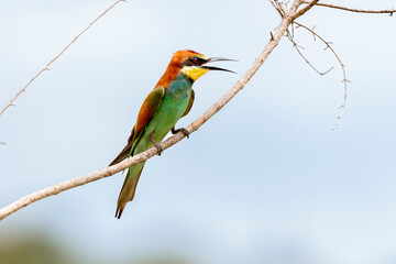 Guêpier d'Europe,.Merops apiaster, European Bee eater