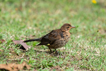 Merle noir,.Turdus merula, Common Blackbird