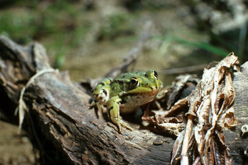 Grenouille verte; Rama esculenta