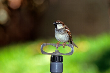 Moineau domestique, .Passer domesticus, House Sparrow