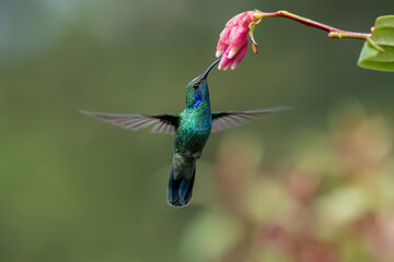 Hummingbird Green Violet-ear, Colibri thalassinus, bird flying next to beautiful ping orange and...