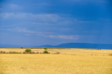savane, plaines, Parc national de Masai Mara, Kenya, Afrique de l'Est