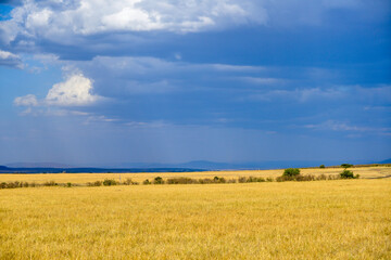 savane, plaines, Parc national de Masai Mara, Kenya, Afrique de l'Est