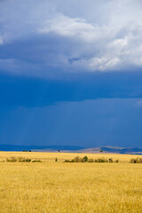 Fototapeta premium savane, plaines, Parc national de Masai Mara, Kenya, Afrique de l'Est
